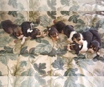 Small Photo #2 Beagle Puppy For Sale in GREENCASTLE, IN, USA