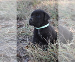 Puppy Blue Cane Corso