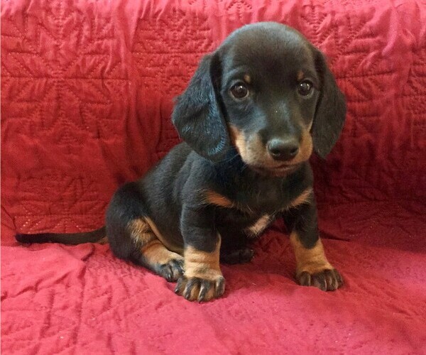 Medium Photo #4 Dachshund Puppy For Sale in GRANBY, CT, USA