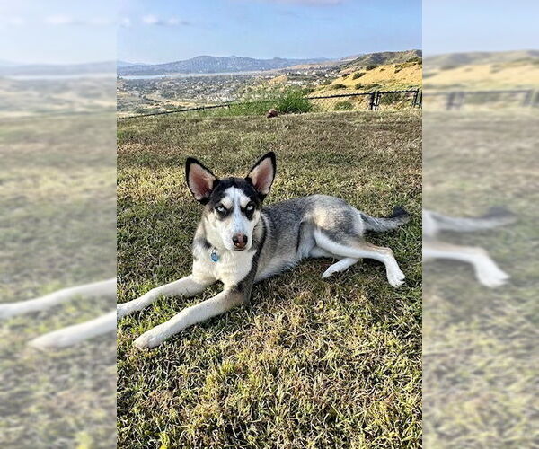 Medium Photo #2 Huskies -Labrador Retriever Mix Puppy For Sale in San Diego, CA, USA