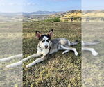 Small #1 Huskies -Labrador Retriever Mix
