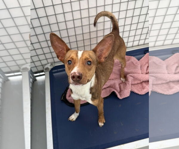 Medium Photo #1 Chihuahua-Unknown Mix Puppy For Sale in Chico, CA, USA