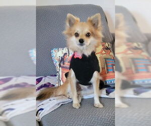 Chihuahua Dogs for adoption in San Diego, CA, USA