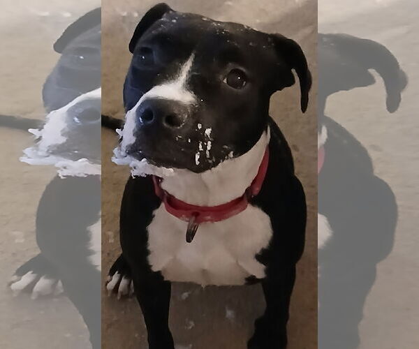 Medium Photo #3  Puppy For Sale in , 