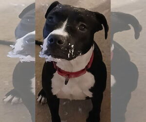 Mutt Dogs for adoption in Murfreesboro, NC, USA