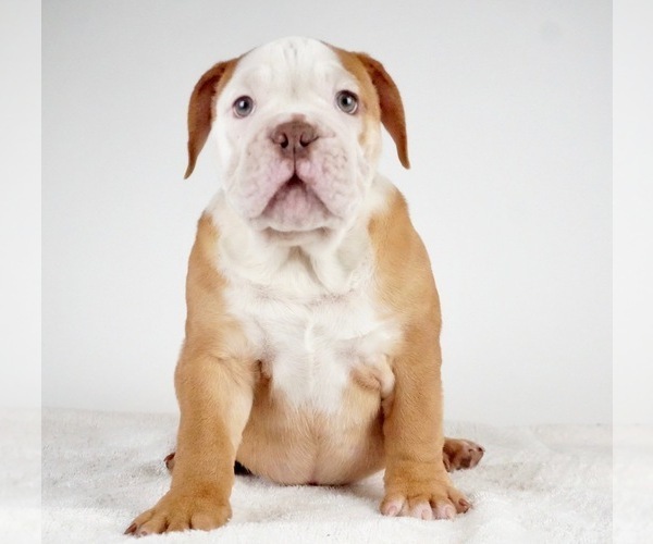 Medium Photo #8 Bulldog Puppy For Sale in NAPPANEE, IN, USA