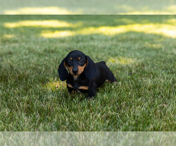 Medium Photo #3 Dachshund Puppy For Sale in MILFORD, IN, USA