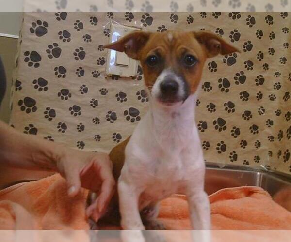 Medium Photo #1 Chihuahua-Unknown Mix Puppy For Sale in Sacramento, CA, USA