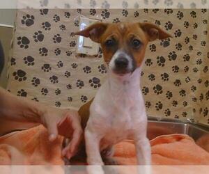 Chihuahua-Unknown Mix Dogs for adoption in Sacramento, CA, USA