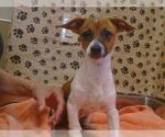 Small Chihuahua Mix