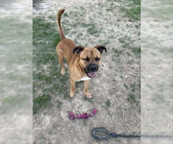 Medium Photo #1 Boxer-Unknown Mix Puppy For Sale in Evansville, IN, USA