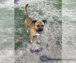 Small Boxer Mix