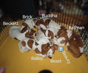 Basset Hound Litter for sale in MOUNTAIN VIEW, AR, USA