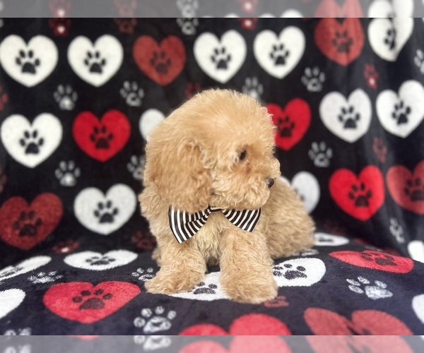 Medium Photo #4 Cock-A-Poo Puppy For Sale in LAKELAND, FL, USA