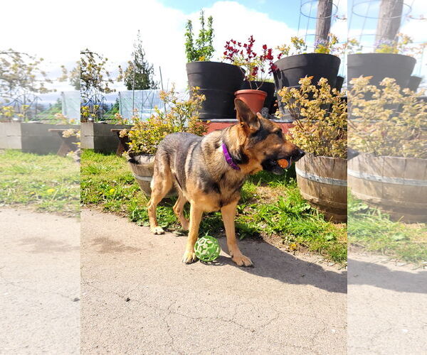 Medium Photo #3 German Shepherd Dog Puppy For Sale in Sequim, WA, USA