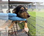 Small #7 Rat Terrier Mix
