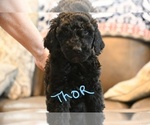 Small Photo #10 Poodle (Standard) Puppy For Sale in SPLENDORA, TX, USA