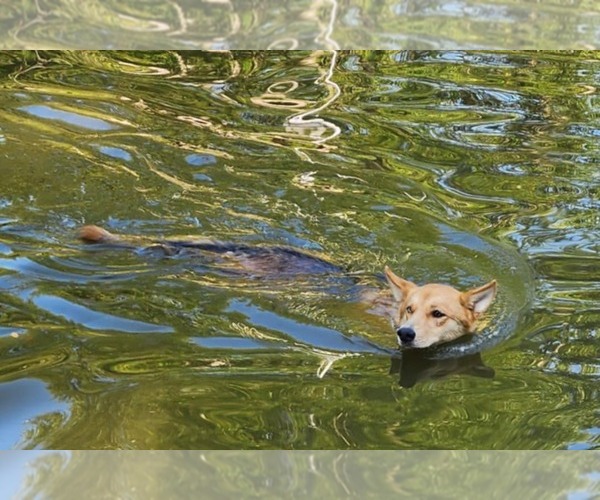 Medium Photo #3 Aussie Siberian Puppy For Sale in Cuba, NY, USA