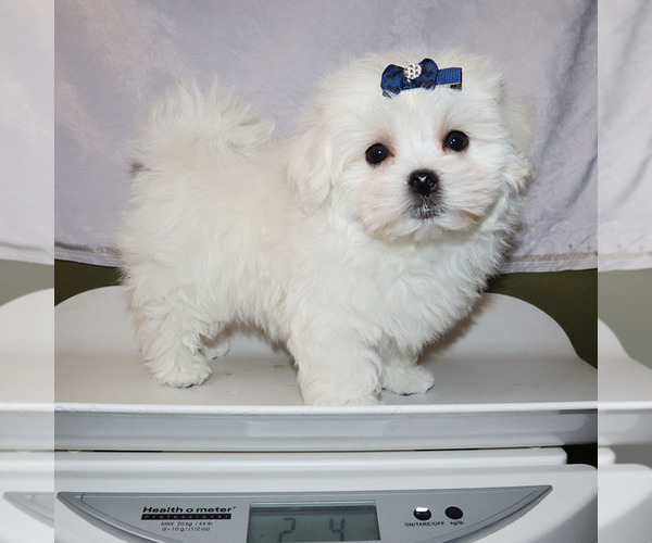 Medium Photo #5 Maltese Puppy For Sale in LOS ANGELES, CA, USA