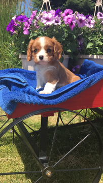 Medium Photo #1 Cavalier King Charles Spaniel Puppy For Sale in KAYSVILLE, UT, USA