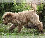 Small Photo #12 Poodle (Standard) Puppy For Sale in GARWOOD, TX, USA