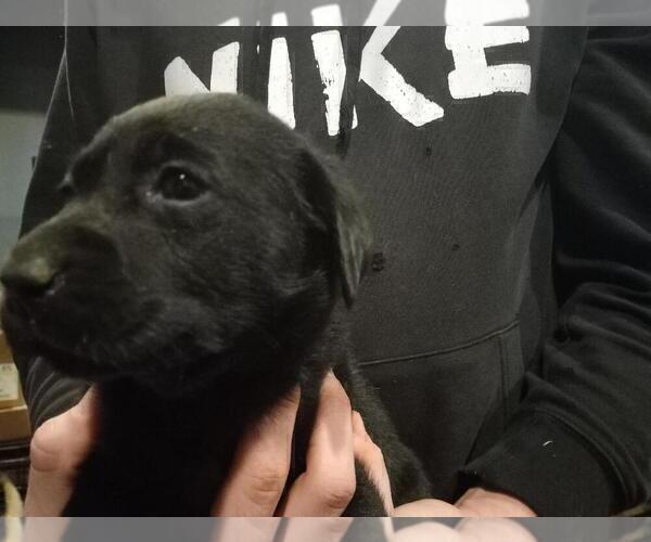 Medium Photo #7 Labrador Retriever Puppy For Sale in ORANGE, MA, USA