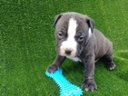 Small Photo #2 American Bully Puppy For Sale in BEAR GAP, PA, USA