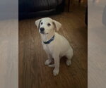 Small Great Pyrenees Mix