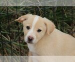 Small Photo #5 Australian Retriever Puppy For Sale in McDonough, GA, USA