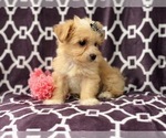 Small Photo #14 Maltipoo Puppy For Sale in LAKELAND, FL, USA