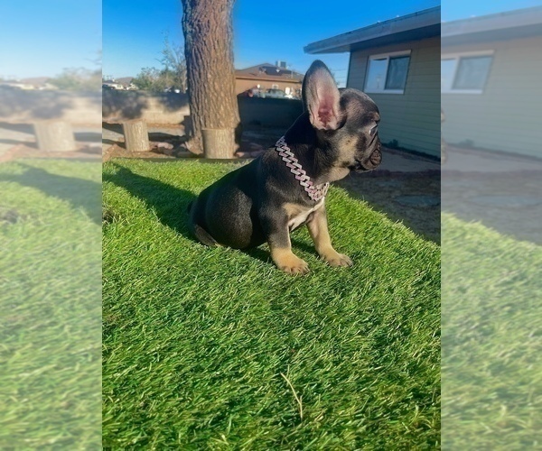 Medium Photo #8 French Bulldog Puppy For Sale in SEATTLE, WA, USA