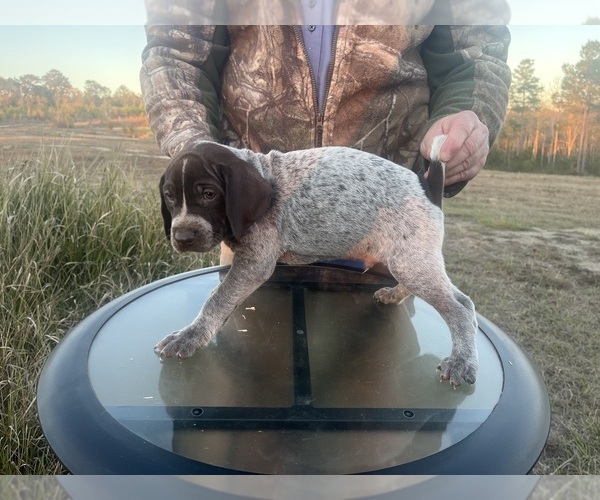 Medium Photo #11 German Shorthaired Pointer Puppy For Sale in LUCEDALE, MS, USA