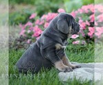 Nellie - Female Cane Corso Puppy for Sale - Photo #4