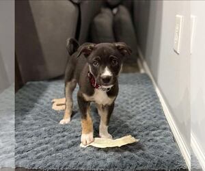 Mutt Dogs for adoption in New Oxford , PA, USA