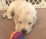 Small Photo #105 Golden Retriever Puppy For Sale in CARLSBAD, CA, USA