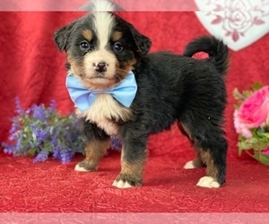 Bernese Mountain Dog-Labrador Retriever Mix Puppy for sale in LANCASTER, PA, USA