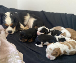 Father of the Cavalier King Charles Spaniel puppies born on 05/25/2022