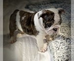 Small Photo #3 Bulldog Puppy For Sale in TURLOCK, CA, USA