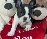 Small #1 Faux Frenchbo Bulldog