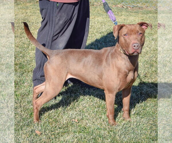 Medium Photo #2 American Staffordshire Terrier-Chocolate Labrador retriever Mix Puppy For Sale in Huntley, IL, USA