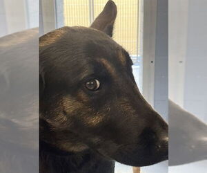 German Shepherd Dog Dogs for adoption in Downey, CA, USA