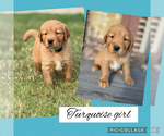 Litter of 7 - Male(s) and Female(s) Golden RetrieverLitter of Puppies for Sale - Photo #14