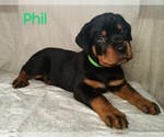 Puppy Phil Rottweiler