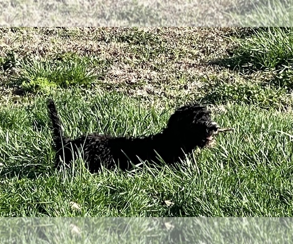 Medium Photo #1 Bernedoodle Puppy For Sale in CLANTON, AL, USA