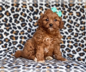 Cavapoo-Poodle (Miniature) Mix Puppy for sale in LAKELAND, FL, USA