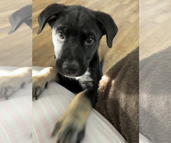 Medium Photo #4 American Pit Bull Terrier-Labrador Retriever Mix Puppy For Sale in Holly Springs, NC, USA