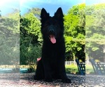 Small #8 German Shepherd Dog