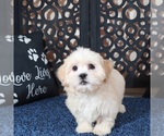 Image preview for Ad Listing. Nickname: Milo
