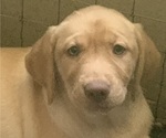 Small Photo #6 Labrador Retriever Puppy For Sale in SPOTSYLVANIA, VA, USA