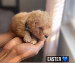 Puppy 4 Bichpoo-Poodle (Toy) Mix